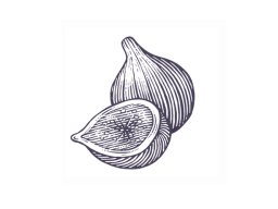Figs woodcut